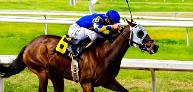 thoroughbred